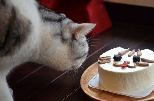 うちの猫の誕生日を全力で祝うとこうなる 画像大量 マイナビニュース