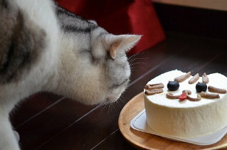 うちの猫の誕生日を全力で祝うとこうなる【画像大量】