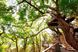 静岡県熱海市に「森の空中基地くすくす」がオープン -星野リゾート