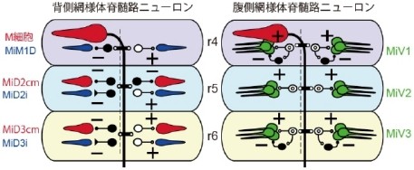 名大 脳内の歩行や遊泳などの運動に関わる神経回路を解明 Tech