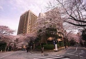 東京都・六本木で「アークヒルズ さくらまつり」 -グルメ屋台やマルシェも