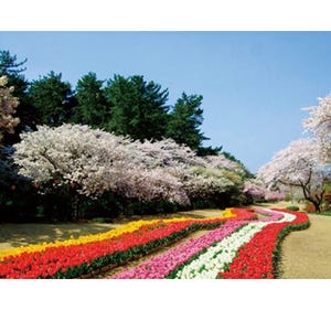 静岡県で花と緑の祭典「浜名湖花博2014」開催 - 桜とチューリップの共演も