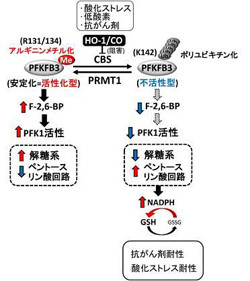 なぜ がん細胞は抗がん剤耐性を持つようになるのか 慶応大が機構を解明 Tech