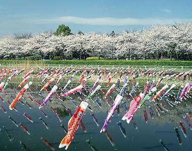 ギネス世界記録を持つ こいのぼり の祭り開催 その数5 000匹以上 マイナビニュース