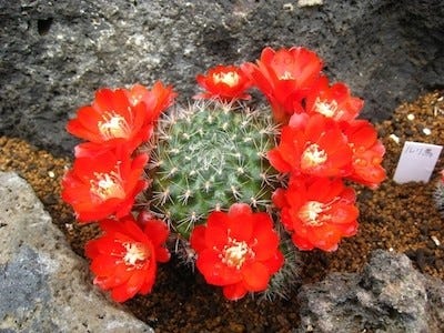 静岡県 伊豆シャボテン公園で サボテンの花まつり 開催 100種類が開花 マイナビニュース