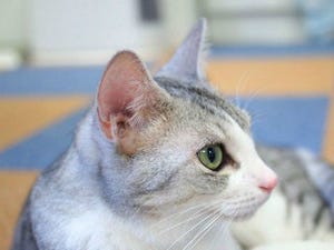 東京都・豊島区の保護団体が子猫75頭、成猫82頭の里親を募集中