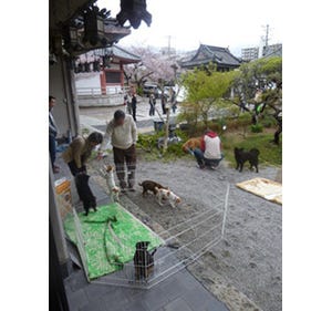 大阪府・東大阪市の寺院で、保護犬と里親希望者の「縁結び」を開催