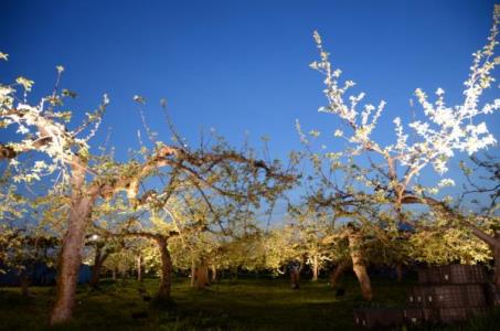 青森県の花見は桜じゃなくりんご 弘前りんご花まつり でシードルも マイナビニュース