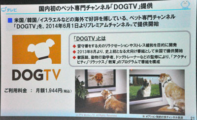 ひかりtvで犬向け専用チャンネル Dogtv 開始 留守番ペットがリラックス Tech