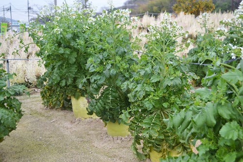 誰もが思わず二度見する 巨大すぎる 万田びっくりファーム の秘密 マイナビニュース