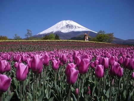 ぐりんぱ チューリップ祭り 開催 世界遺産 富士山と7万球の春の花が共演 マイナビニュース