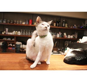 16匹のネコにメロメロ～!　メニュー表すら愛らしい台湾の猫カフェに潜入