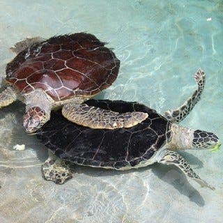 開業10周年の新江ノ島水族館に ウミガメの浜辺 誕生 産卵のための砂浜も マイナビニュース