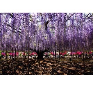 600畳敷きの藤棚や長さ80mの白藤のトンネルも! 栃木県で「大藤まつり」開催