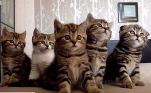 子猫5匹が全く同じ動きをする「シンクロナイズド・キャット」