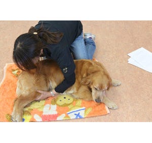 日本初 老犬の介護ホーム誕生