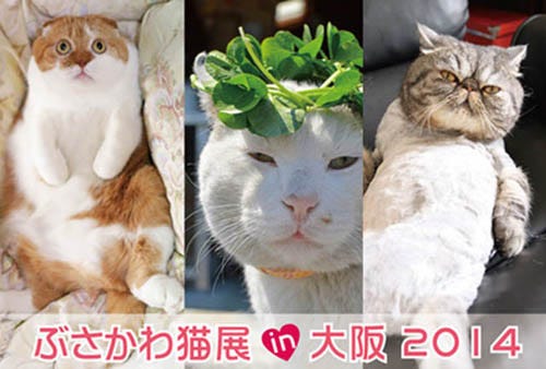大阪府 心斎橋で ぶさかわ猫展 開催 マイナビニュース