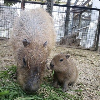 東武動物公園でベビーラッシュ カピバラやワオキツネザルの赤ちゃんが誕生 マイナビニュース