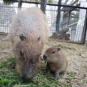 東武動物公園でベビーラッシュ! カピバラやワオキツネザルの赤ちゃんが誕生