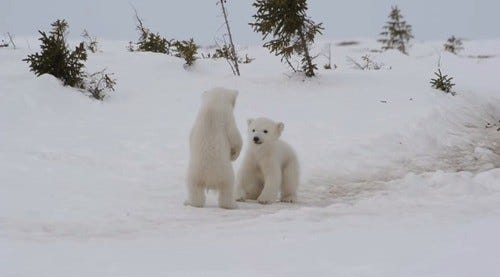 シロクマの赤ちゃんがヨチヨチと相撲をとる様子をご覧下さい マイナビニュース