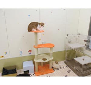 岐阜県が「保健所で収容した犬猫の譲渡を行う動物愛護センター」をオープン