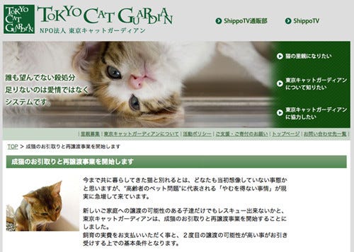 東京都 豊島区の保護団体がやむを得ず手放す猫の引取りと再譲渡事業を開始 マイナビニュース