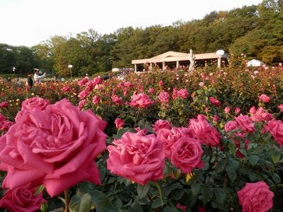 東京都 神代植物公園で 春のバラフェスタ 早朝開園やバラのカフェも マイナビニュース