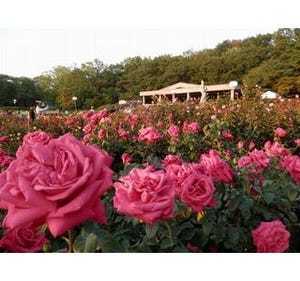 東京都・神代植物公園で「春のバラフェスタ」! 早朝開園やバラのカフェも