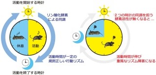 東大など、ほ乳類の体内時計に関わるリン酸化酵素「CaMKII」を同定