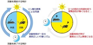 東大など、ほ乳類の体内時計に関わるリン酸化酵素「CaMKII」を同定