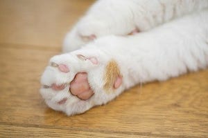 大阪府・大阪市の保護団体が、たくさんの猫達の里親を募集中