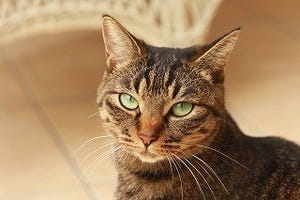猫のために! 大阪府・大阪市の猫保護団体がペットに遺産を残す方法を紹介