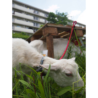 東京都・町田の団地でヤギが除草!