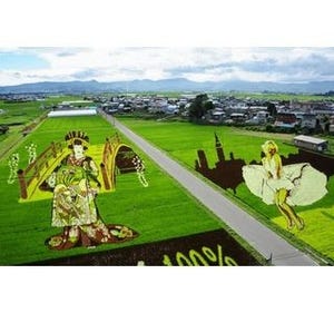 富士山と羽衣伝説、サザエさんが田んぼに! 青森県で「田んぼアート」開催