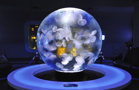 世界一美しいクラゲ展示を目指したら球型水槽 クラゲプラネット ができた マイナビニュース