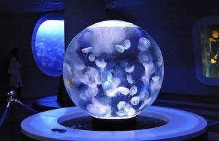 世界一美しいクラゲ展示を目指したら球型水槽 クラゲプラネット ができた マイナビニュース