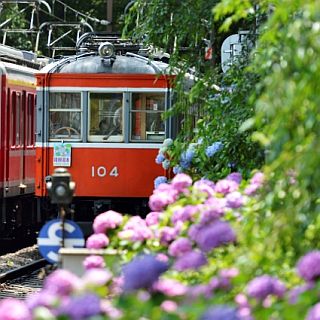 箱根登山鉄道「夜のあじさい号」ライトアップ鑑賞に最適! 6/21から運転開始