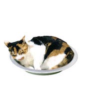 冷えた猫鍋 暑い夏を乗り切る猫用アルミ鍋が話題に マイナビニュース