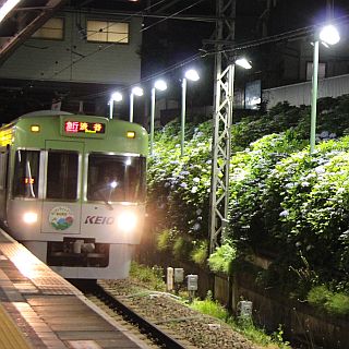 東京都世田谷区、京王井の頭線東松原駅にて6/9からあじさいのライトアップ