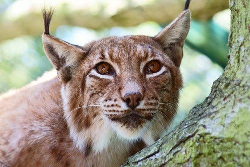 えっ こんなに可愛いの ネコ科動物まとめ前編 画像69枚 マイナビニュース