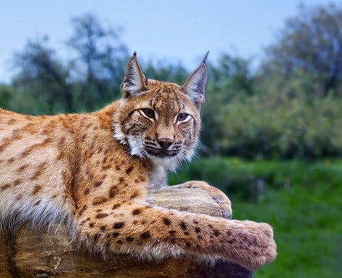 えっ こんなに可愛いの ネコ科動物まとめ前編 画像69枚 マイナビニュース