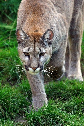 えっ こんなに可愛いの ネコ科動物まとめ前編 画像69枚 マイナビニュース