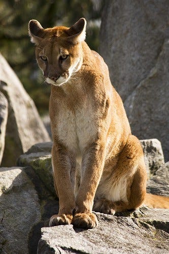 えっ こんなに可愛いの ネコ科動物まとめ前編 画像69枚 マイナビニュース