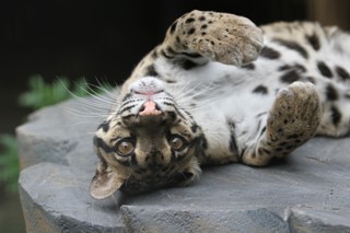 絶滅危惧種のネコ科・ウンピョウがよこはま動物園にいた!