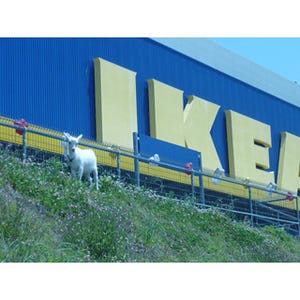 IKEA 新三郷でヤギと羊がエコ除草!