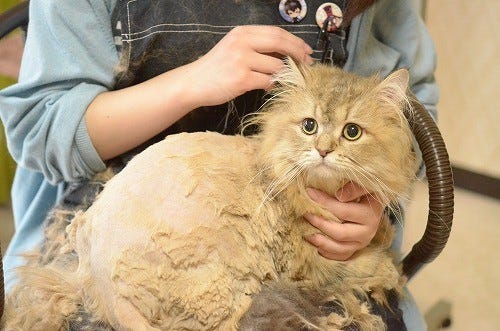東京都 秋葉原の猫カフェで猫の毛刈り見学会に参加してきた マイナビニュース