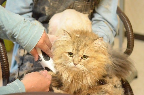 東京都 秋葉原の猫カフェで猫の毛刈り見学会に参加してきた マイナビニュース