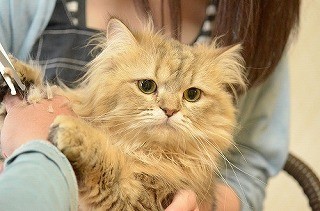 東京都・秋葉原の猫カフェで猫の毛刈り見学会に参加してきた