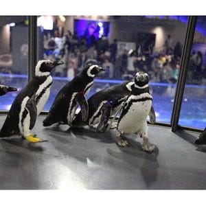 東京都・すみだ水族館でペンギンと恐竜が本当に出会う奇跡のコラボ