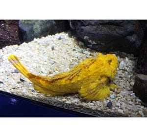 京都府・京都水族館にいる「黄金色」の魚が予想以上に黄金だった